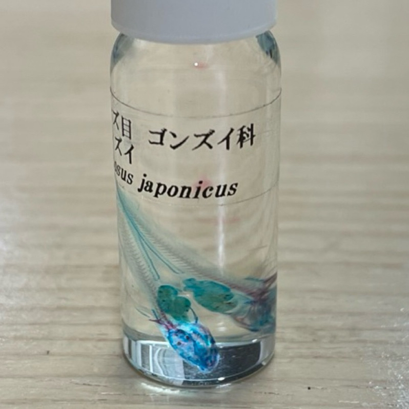彩色小魚標本 透明魚標本 日本鰻鯰