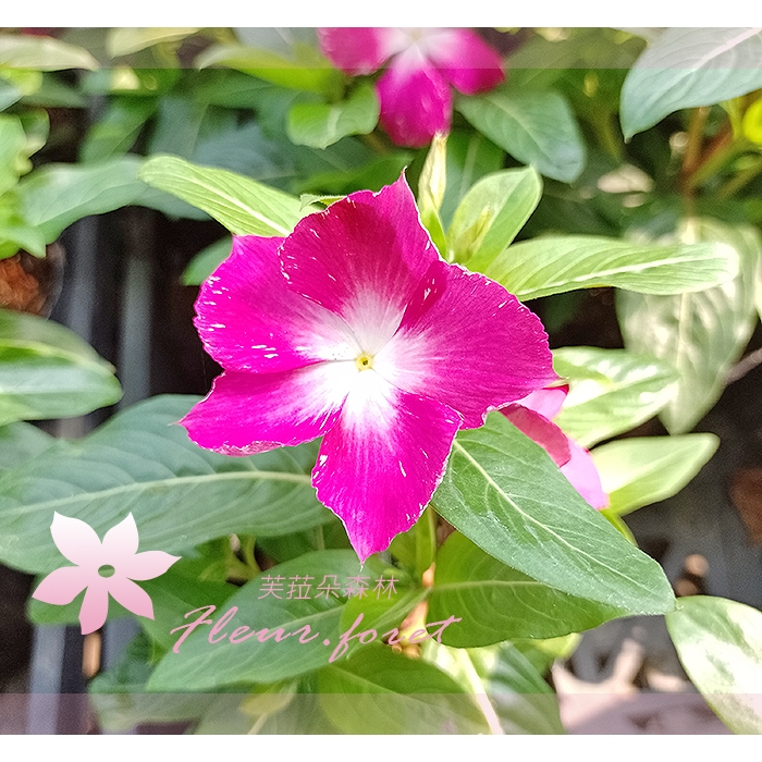 芙菈朵森林 日日春 觀花植物 綠化植物 季節花卉 花苗 袋苗