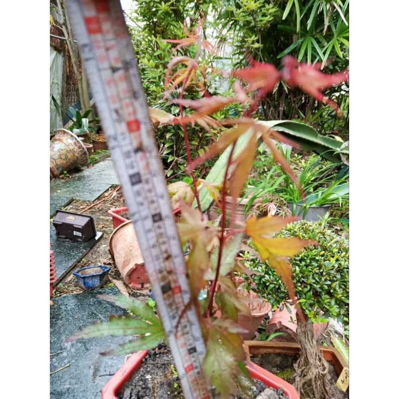 特殊少見的日本紅楓樹名字叫做黑姬，小品盆栽老樹頭好種植喜歡日照潮濕的環境1280元超商免運費只有一盆