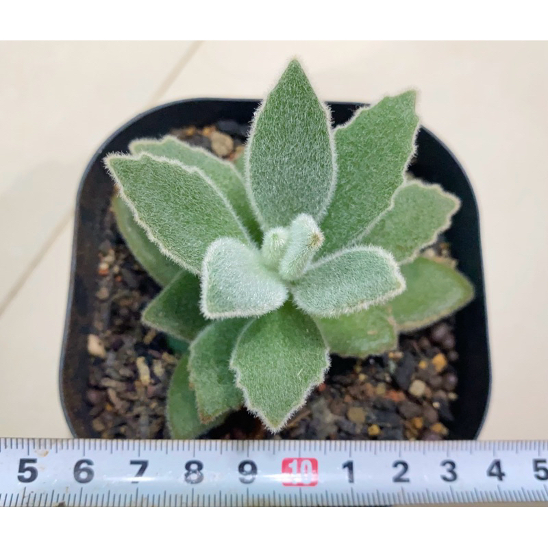 多肉 仙人掌 植物 Kalanchoe 景天科伽藍菜屬 兔耳 無星兔3寸盆