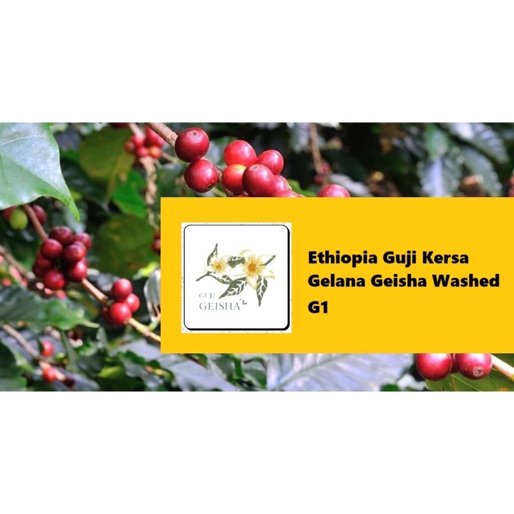 生豆︱衣索比亞 谷吉 蔻薩村 格蕾娜 藝妓 水洗 G1 COFFEE BEAN︱Click Buy＠可立買