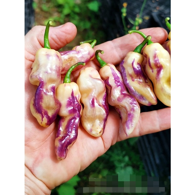 【蔬菜種子S450】青斯巴達人辣椒~~是傳家寶辣椒，可留種。中辣並帶甜味，喜半日照，適合全年播種。
