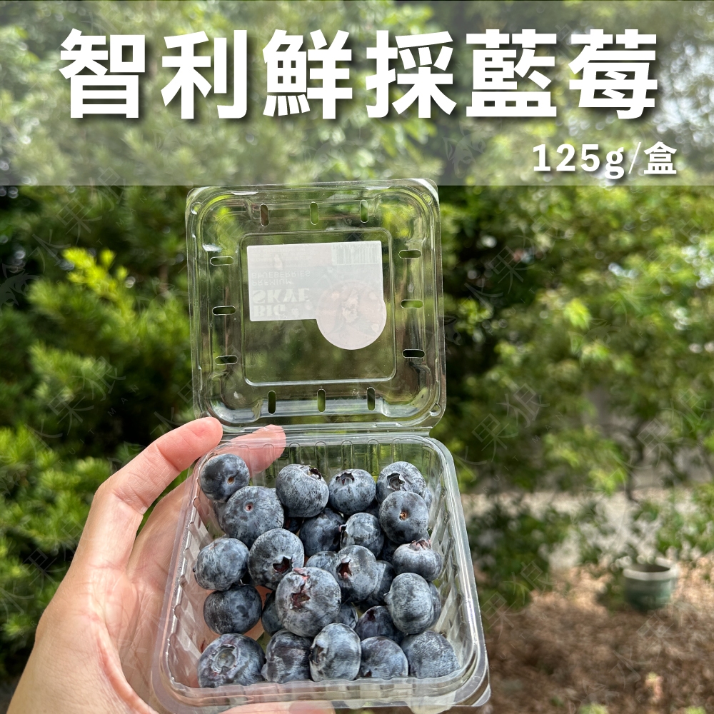 (免運) 嚴選智利藍莓 125g/盒 藍莓 水果禮盒｜水果狼FRUITMAN