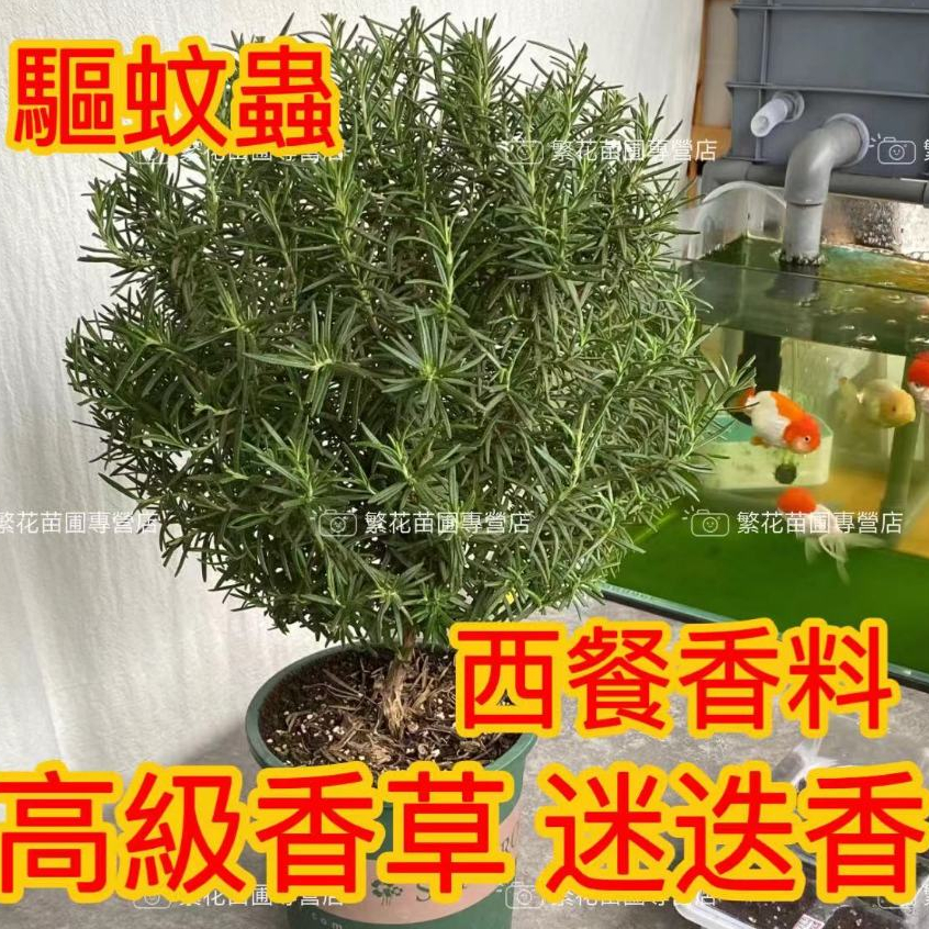 💥💥【迷迭香種子 盆栽】  驅蚊草種子 驅蚊蟲 高級香草種子 艾菊 驅蟲種子 四季種植 庭院陽台新手易種  夏天必備