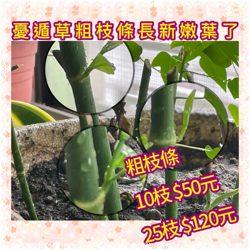 《特價》憂遁草扦插枝條種植用