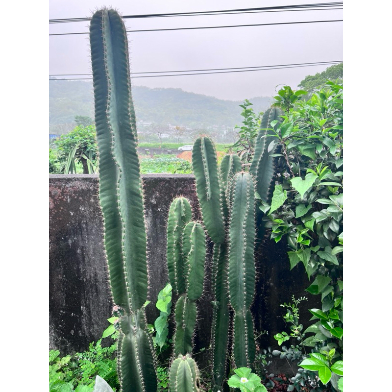 🌵優質神代仙人掌🌵天輪柱/柱狀仙人掌/樹狀群生 無根（30/40cm 五星）