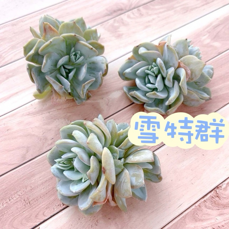 🌵✧植得栽✦【雪特群】景天科/韓國多肉/多肉植物/多肉/韓國進口多肉/植栽/植物/盆栽/Succulents/療癒小物