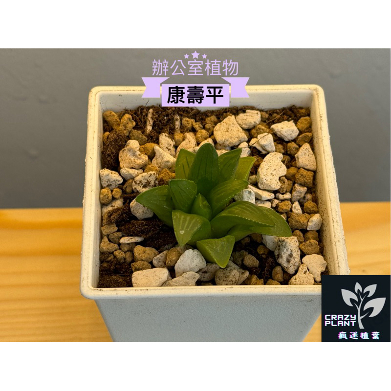 🌿瘋迷植葉🌿 【康平壽】三寸盆辦│公室植物│室內植物│新手植物│淨化空氣│療癒系植物│觀葉植物