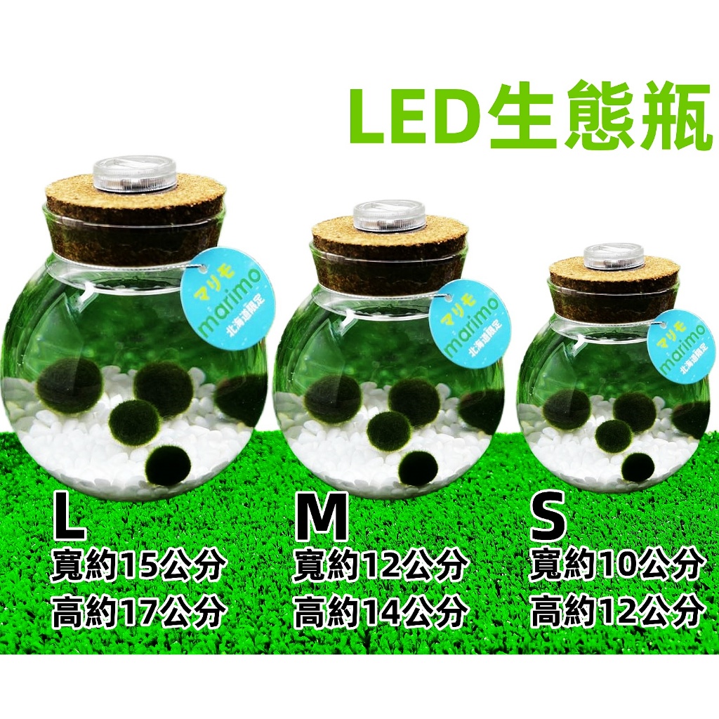 🚛領取免運卷🚛 marimo 綠藻球 綠球藻 毯藻 LED軟木塞玻璃瓶  微景觀生態瓶  ( 營養液 60ml) 小藻球