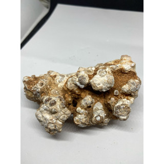 P4171 天然泰國龍宮舍利原礦 龍宮舍利 白龍宮舍利 原礦 擺件