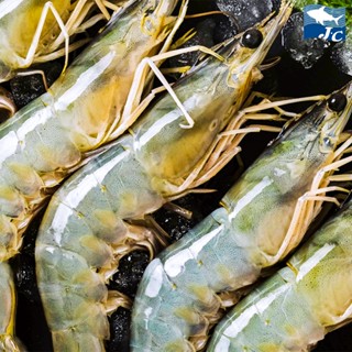 【阿家海鮮】活凍Spa白蝦21~25Pcs(600g/盒)