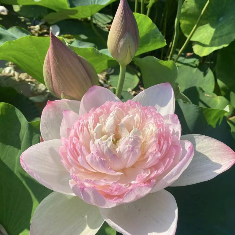 新鮮現挖【磨盤蓮花種子】食用蓮花種子 蓮藕種子 磨盤蓮子種子 大型荷花種植大型食用蓮花 高產藕產蓮子盆栽池塘大田