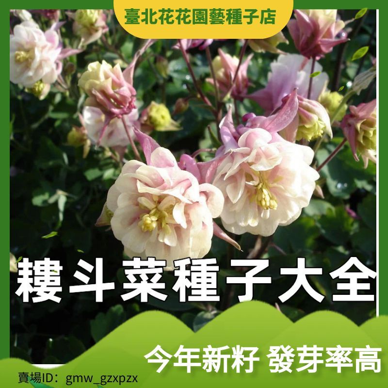 【耬斗菜種子大全】】深山花奴重瓣耬鬥菜種子大花耬鬥菜種籽多年生草本植物耐寒陽臺庭院花卉種子【臺北花花園藝種子店】