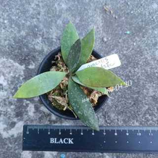 《喬西花園》毬蘭 Hoya gracilis 小紅花