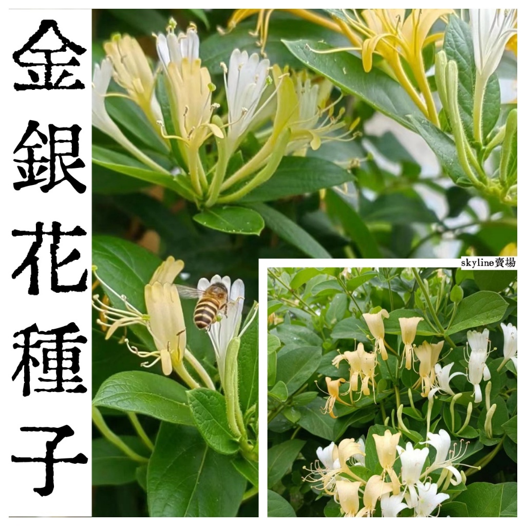 🌱（金銀花種子） 四季易種 陽臺庭院盆栽種植 金銀花種子食用金銀花
