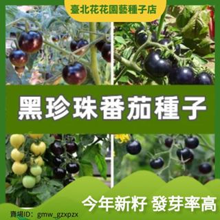 黑珍珠番茄種子 農田菜園可盆栽雜交黑水果番茄蔬菜籽蔬菜種子【臺北花花園藝種子店】