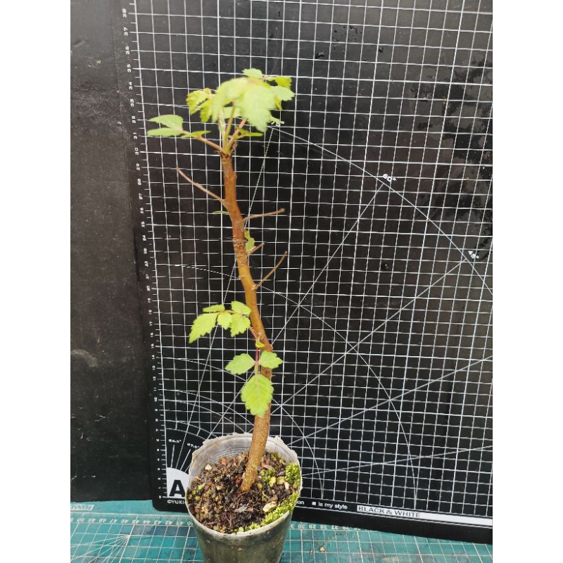 光葉裂欖（Bursera glabrifolia） 實生株