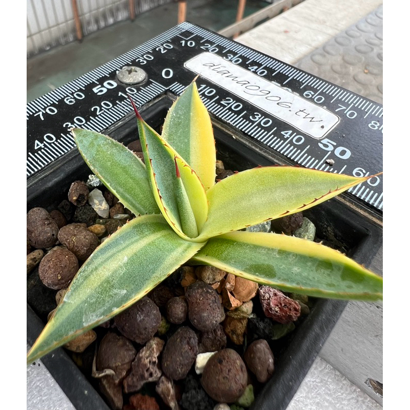 瀧雷覆輪 特殊斑 agave 龍舌蘭 多肉植物 龍什蘭