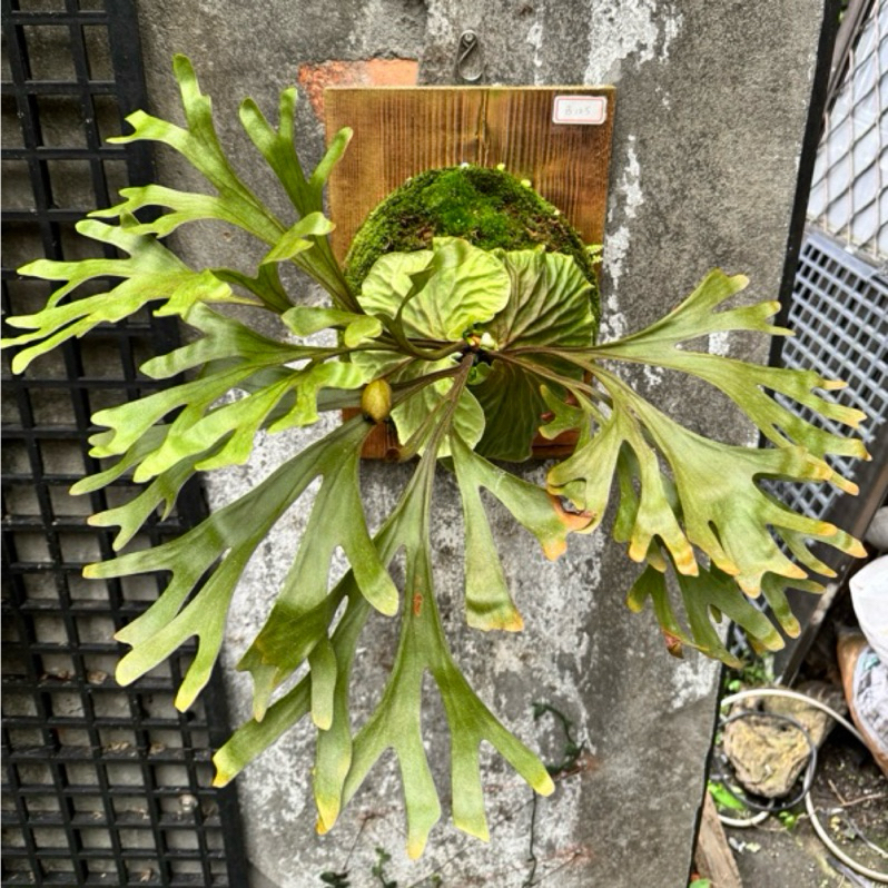 快速出貨㊙️精選㊙️印尼山採亞猴🌿鹿角蕨 上板亞猴 一物一拍