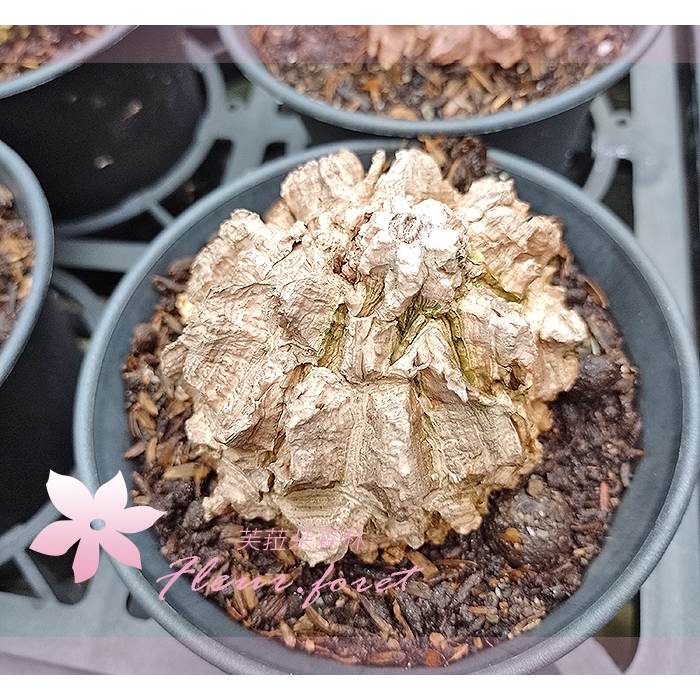 芙菈朵森林 龜甲蘿藦 室內植物 觀葉植物 綠化植物 網美植物