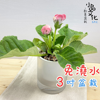 【小品文化】大岩桐【含苞現貨】3吋條紋圓免澆水盆栽 室內植物 室內盆栽 懶人盆栽 水培植物 水培盆栽 室內盆栽 開花植物