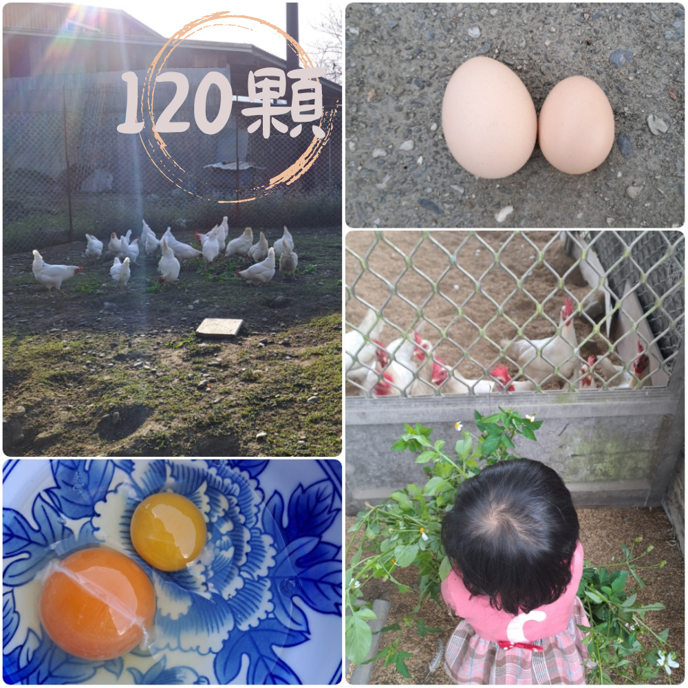 花蓮鳳林蛋小農 友善飼養 好好吃的放牧雞蛋 新鮮寄送 無蛋腥味 （SGS檢驗合格）120顆