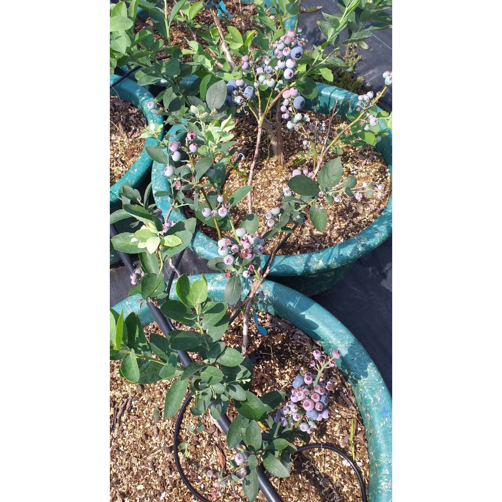 藍莓苗【頂峰(Climax)】3.5吋淺軟黑盆、6吋盆栽。
