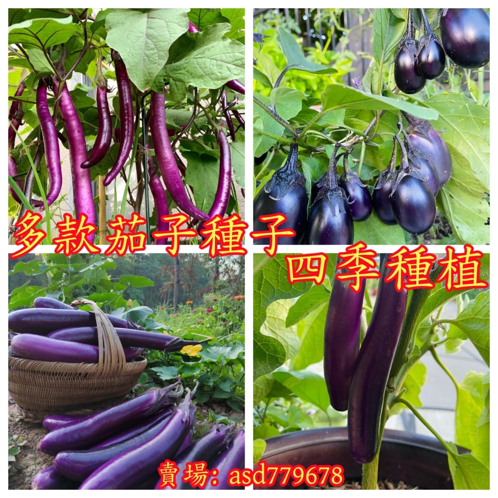 🌺【茄子種子】大全蔬菜種子 四季易種易活 新手田園庭院蔬菜 室內外種植