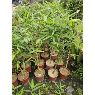 李家果苗 葫蘆竹 5吋盆 景觀樹 高度30公分 特價200元