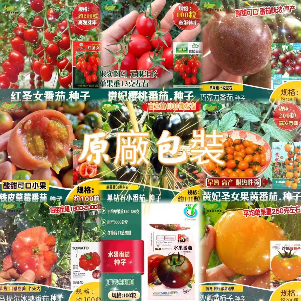 【原廠包裝】包對版 番茄種子 西紅柿種子 聖女果種子 家庭菜園可盆栽水果蔬菜種子 水果番茄