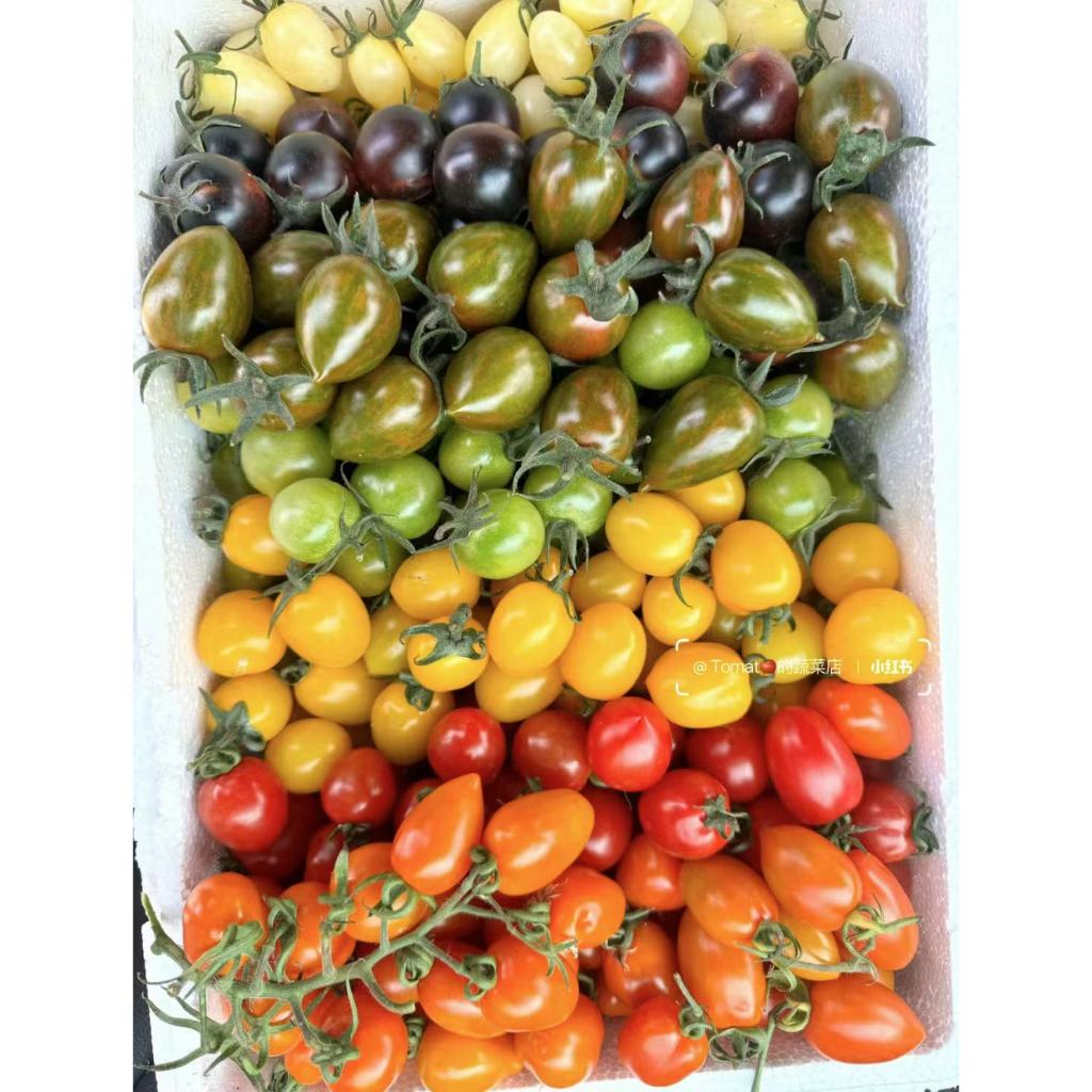 聖女果種子 西紅柿小番茄 多品種稀有品種小聖女果洋梨 黑番茄彩虹千禧蘇菜水果大全