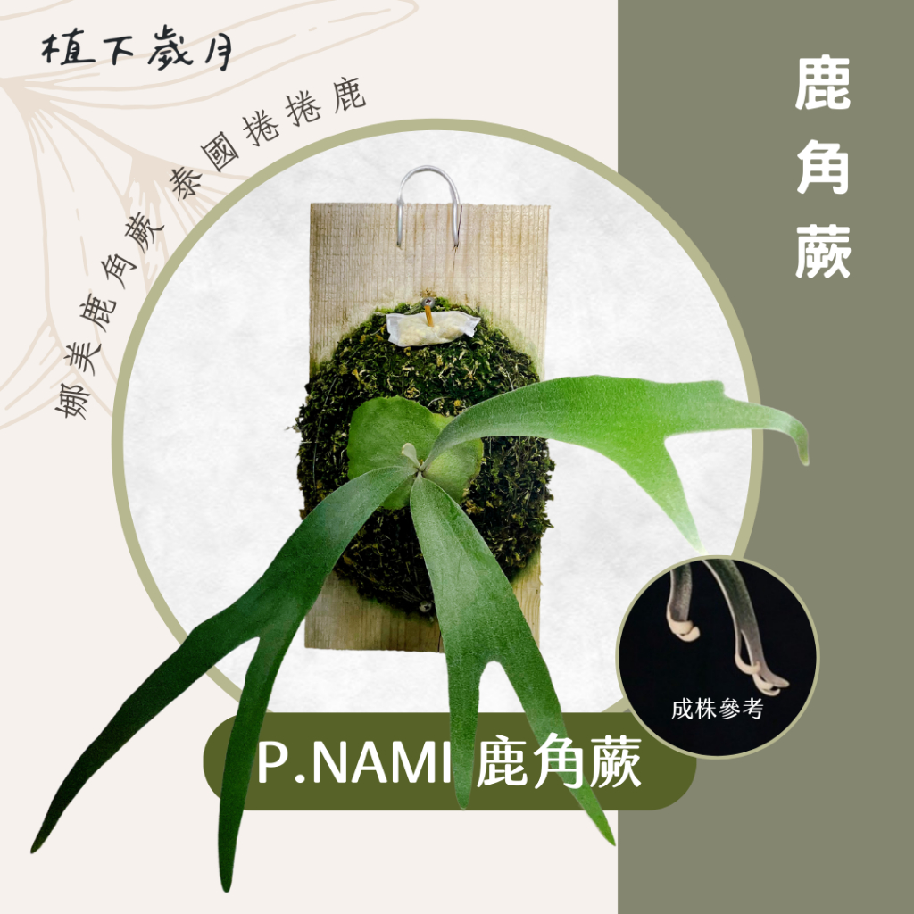 【植下歲月】P.Nami 鹿角蕨 | 娜美鹿角蕨 泰國捲捲鹿 ｜餐廳綠化環境 佈置 娜米捲捲鹿 上板