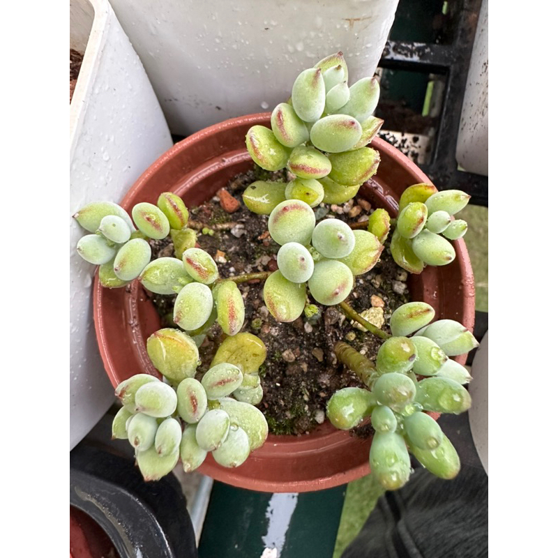 一物一拍_銀之鈴&乙女心_附盆土_喜水喜陽光☀️_可露養❤️ 多肉植物_【Casual療癒多肉植物花園】