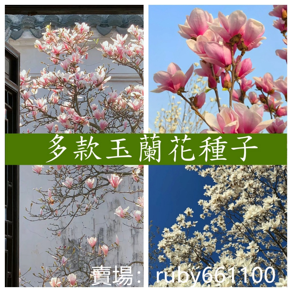🌵繁盛【玉蘭花種子】 白玉蘭種子 金玉蘭花種子 觀賞花種子 藥用花種子 庭院花卉種子 四季開花 四季種植 陽台庭院