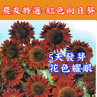 紅色向日葵【農友種苗】農友種苗 花卉 蔬菜 水果 香藥草 "特選種子"- 紅色 向日葵 種子