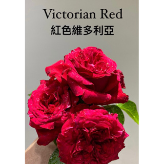 紅色維多利亞 玫瑰花月季 無根保濕枝條