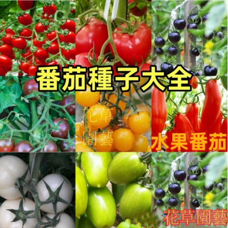 🍅超多款番茄種子大全 聖女果小番茄瀑布小番茄千禧番茄黑珍珠番茄家庭庭院蔬菜種子