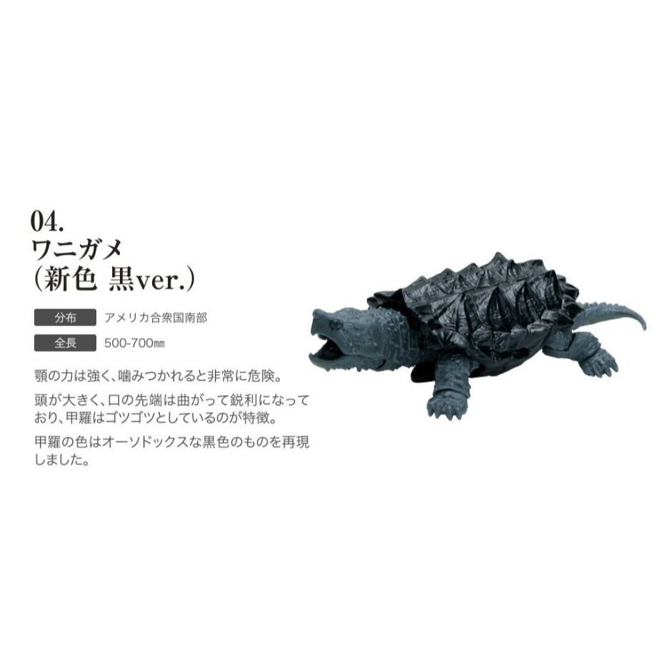 正版 BANDAI 萬代 烏龜環保扭蛋 04 鱷龜 黑色 關節 可動 烏龜 造型轉蛋 扭蛋 - 全新未拆 (單個)