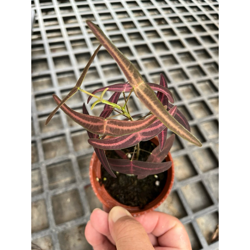 飛機 / 蝙蝠  草 ｜3吋盆～豆科蝙蝠草屬多年生草本