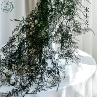 大好屋 現貨 永生文竹 新娘花 永生 不凋 蕾絲蕨 高山羊齒 配花葉材 DIY花材 花束配材 裝飾 捧花