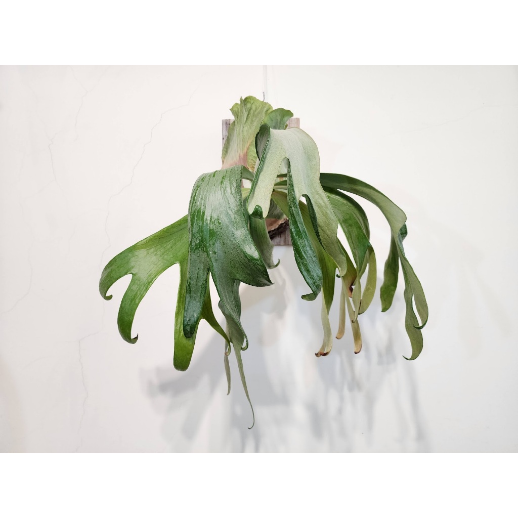 玫瑰蕨士 上板植物一鹿一拍 銀鮭鹿角蕨 P.willinckii*hillii "Silver Sa" 亞成株 上板植物