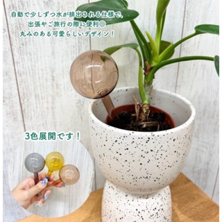 3Coins 日本購入 自動澆水器 玻璃