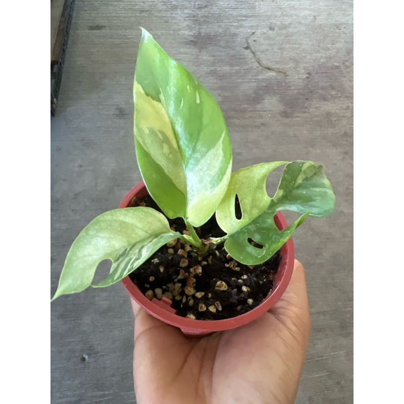 （牧芋植賣所）穩根苗非現切風險大 斑葉姬龜背 ，雨林 觀葉 蔓綠絨