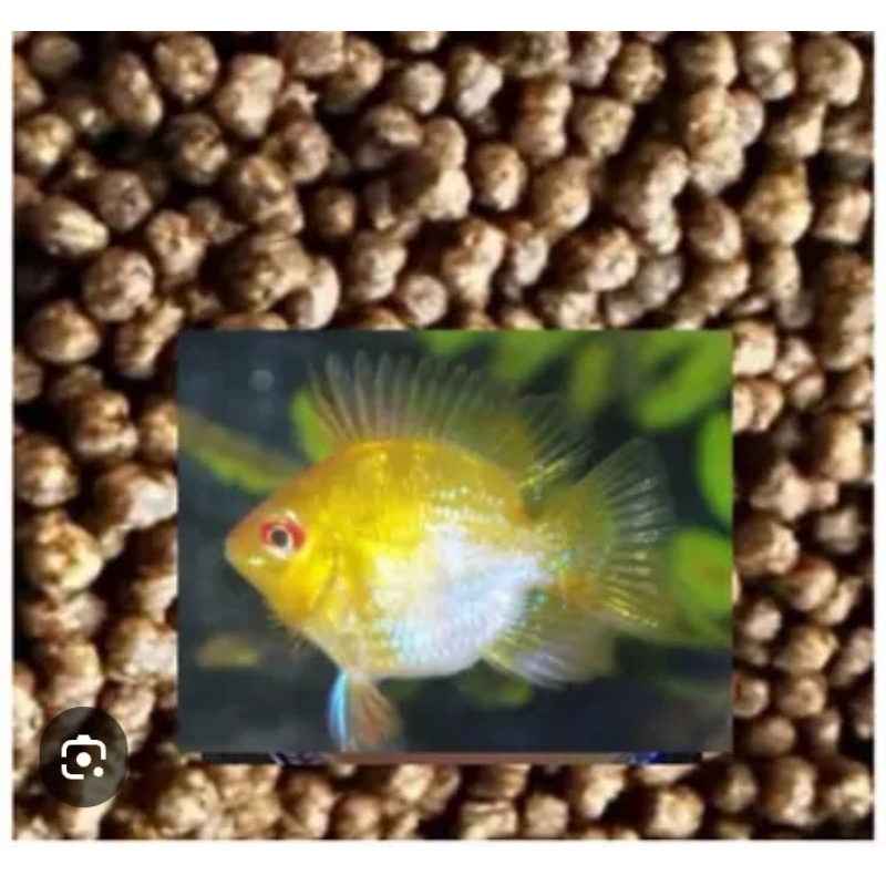 黃金圓球鳳凰 飼料/配件/器材