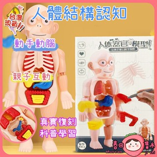 人體器官模具 人體器官玩具 器官模型 兒童器官認知 人體構造認識 人體結構 醫生玩具