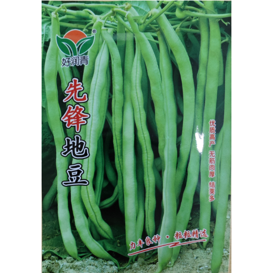 【22】先鋒地豆種子 豆角種子 早熟地豆種子 無架豆種子 四季豆種子 矮生不用搭架 矮生豆角籽 蔬菜種子 菜籽