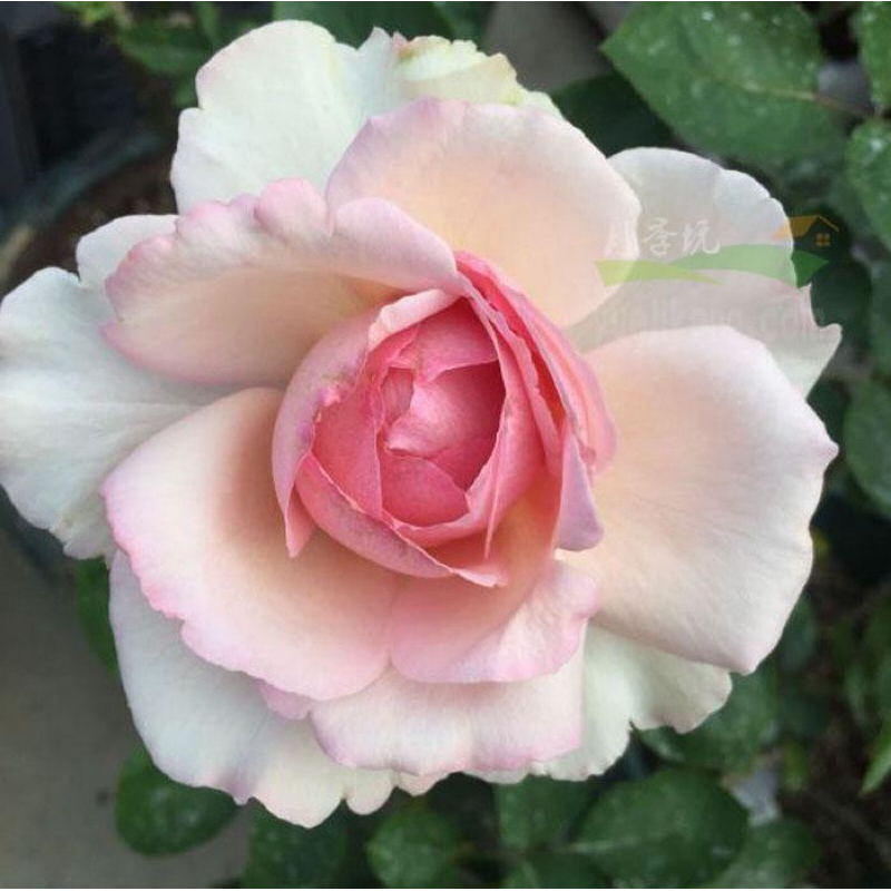 玫瑰花🌹伊芙五號.幾乎無刺.伊芙5號玫瑰花🌹大馬士革香氣.使用玫瑰專用土.伊芙系列玫瑰花