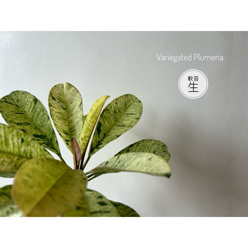 斑葉雞蛋花 Variegated Plumeria