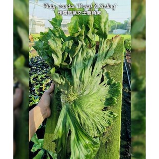 《柯比植物》鹿角蕨 侏儒捲葉女王 wandae var. dwarf 2吋黑盆(侏儒系列 細菌 玉女 參考)