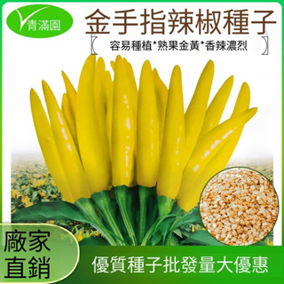 （買五送一）蔬菜種子 四季種植 易種植 庭院盆栽 高發芽率96% 金手指金黃色小米辣椒種子抗病香辣泡椒朝天椒種子大全